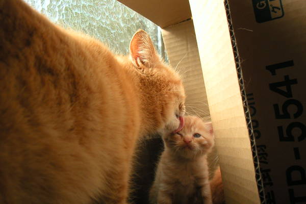 茶トラの母猫と子猫