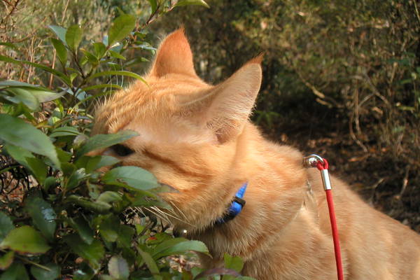 草の匂いを嗅ぐ茶トラの子猫