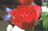 ImageMagickで描画されていた薔薇